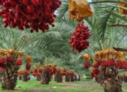 Kurma Bisa Ditanam di Indonesia? Ini Cara Budidaya Kurma dari Penanaman Hingga Panen