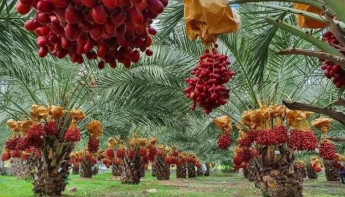 Kurma Bisa Ditanam di Indonesia? Ini Cara Budidaya Kurma dari Penanaman Hingga Panen