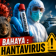 Wabah Hantavirus Gegerkan Dunia, WHO Keluarkan Peringatan Serius